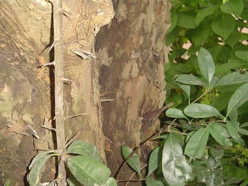 椤木石楠 椤木石楠和石楠的区别