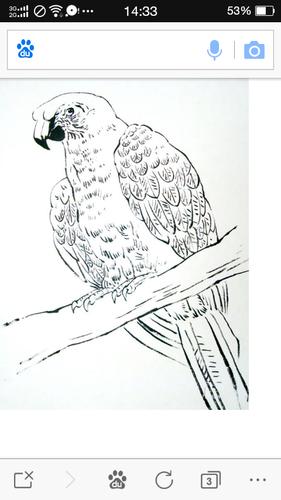 金刚鹦鹉怎么画(图片)