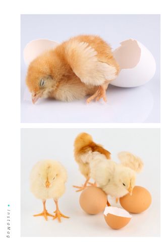 破壳而出的小鸡