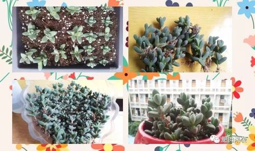 鹿角海棠的扦插