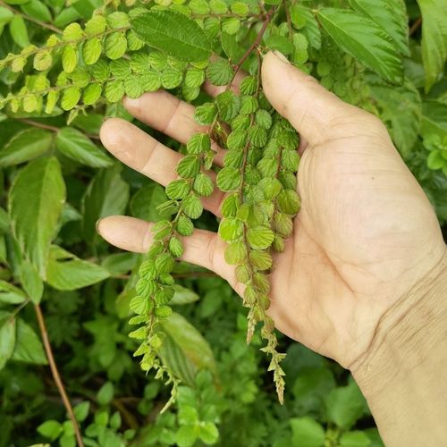 野生现采山草药 排钱草 钱串草 串钱草 叠钱草 龙鳞草