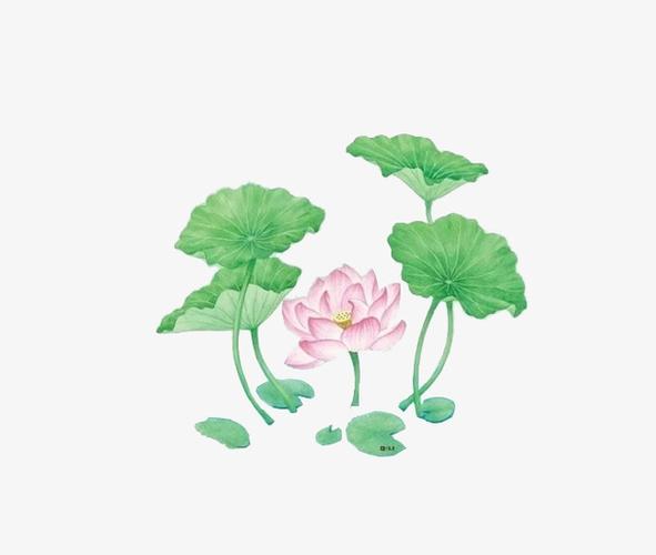 绿色的荷叶