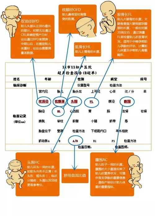 教您看懂孕期b超,图文并茂形象的参考!(值得收藏)