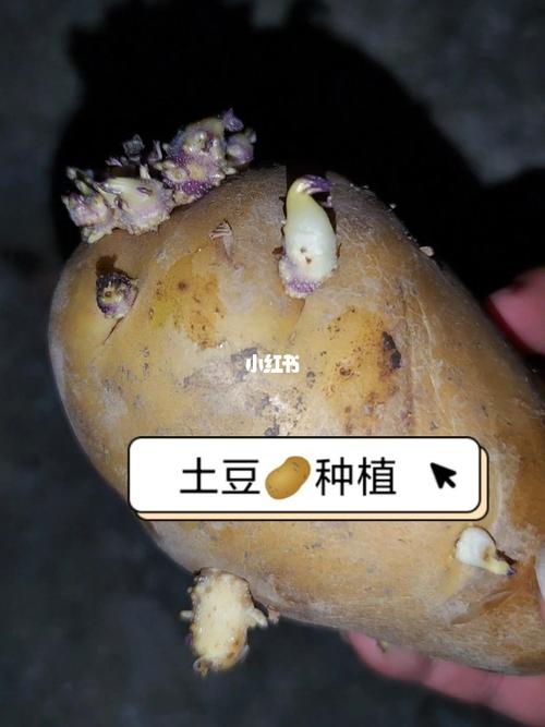 阳台种菜——土豆(马铃薯)种植方法(一)_种菜_土豆_温州攻略_蔬菜
