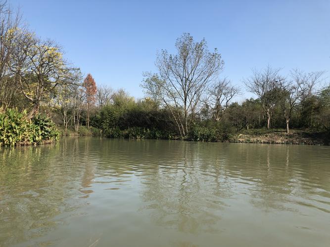 杭州西溪湿地公园的冬季美景!