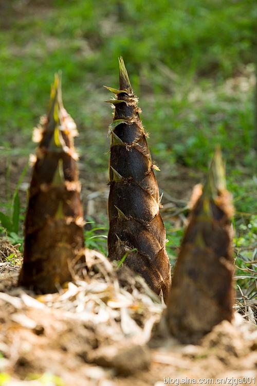 春笋出土