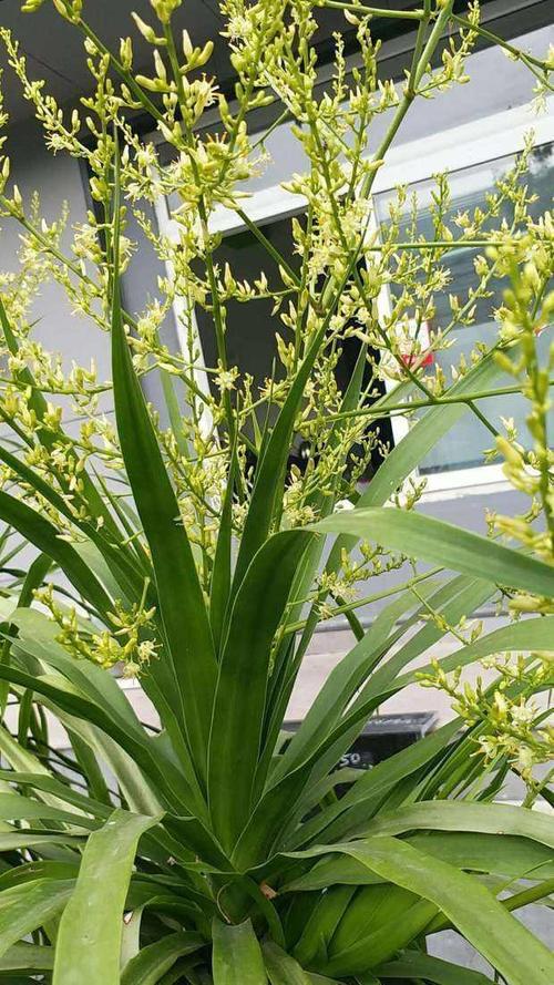 龙血树高大有气势,养在家里注意病虫害,能开花运气极好