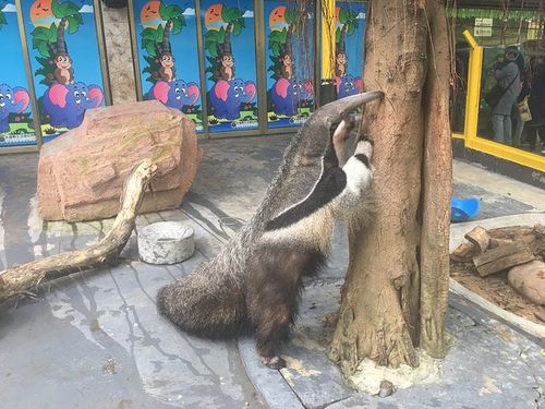 南美洪都拉斯国宝～食蚁兽