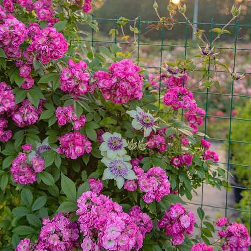 永恒蓝调欧洲藤本月季花苗长势旺盛花卉