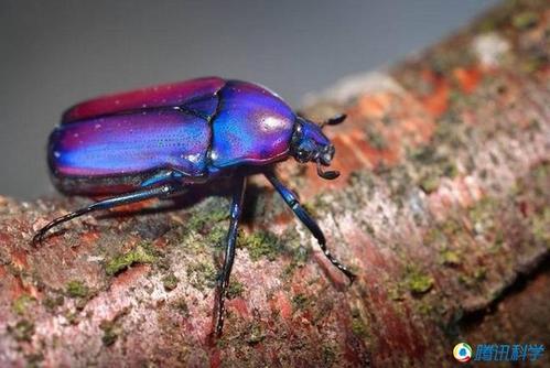 花金龟:花金龟的命名会让人们联想到它们可能喜好吞食花卉,事实上它们