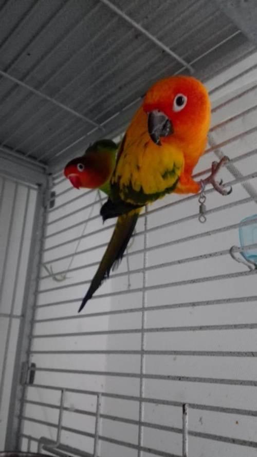 个人转让金太阳鹦鹉