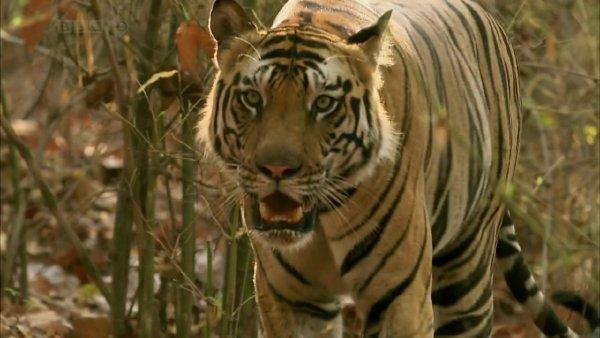 【类型】:纪录片 【影片长度】:30分钟 【集数】:全三集 【字幕】