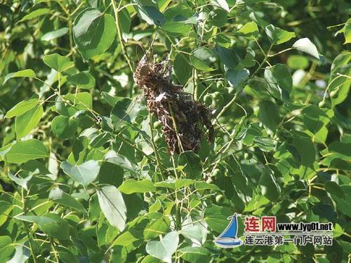 江苏:香樟树遇"樟巢螟"虫害在树长出"小鸟窝" - 园林资讯 - 中国园林