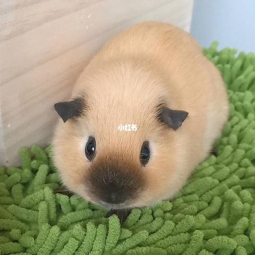 荷兰猪为什么叫荷兰猪?今天给大家普及一下