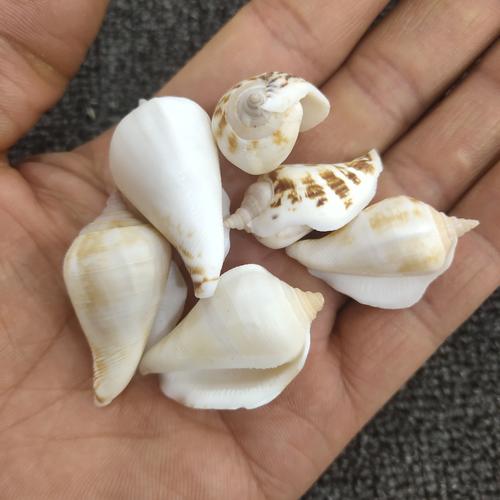 厂家直销现货天然海螺贝壳橱窗造景工艺品配件 小凤凰螺 白口螺