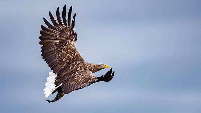 sea eagle : sea eagl.