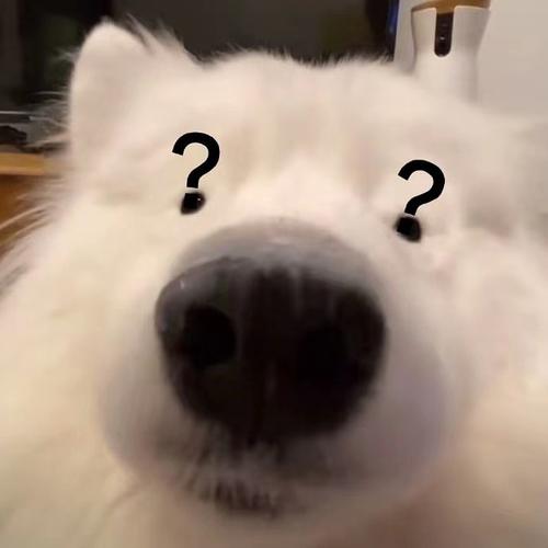 想要小狗问号的表情包