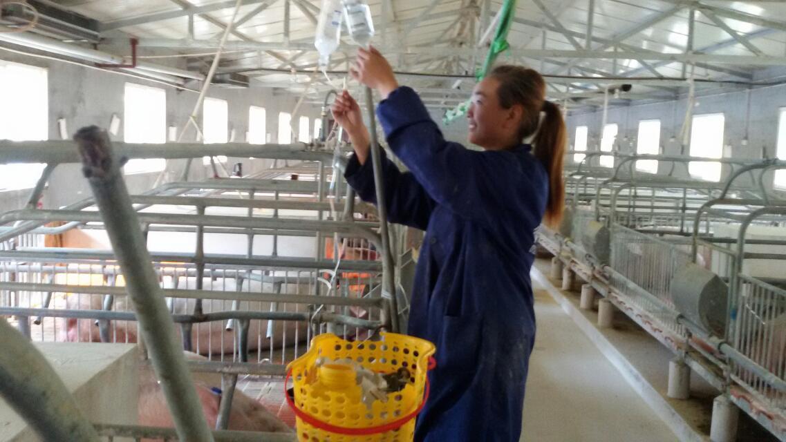 > 正文 把输液管盘起固定在母猪耳尖,然后用夹子穿过输液管夹住耳朵