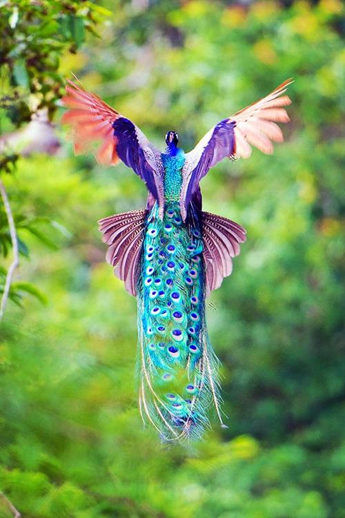 【动物世界】"百鸟之王"孔雀