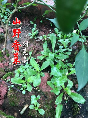 山野香菜大芫荽种子缅甸香菜芫荽刺芹籽大野菜种籽云南刺芫荽种孑山野