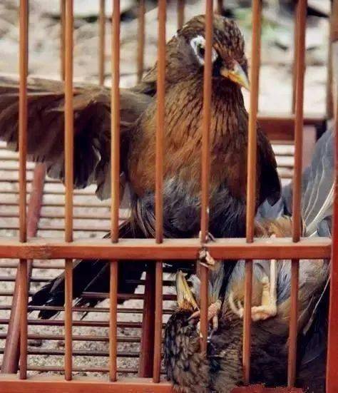 【鸟友汇】激战 | 画眉经典打斗五十招