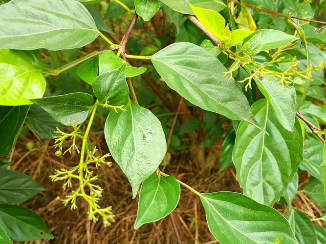 原创这树叶长得像桑叶,加草木灰水能做绿凉粉,儿时的味道,清凉去火