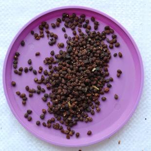 供应大量林木种子 蝴蝶兰种子 玉簪种子 黄菖蒲种子