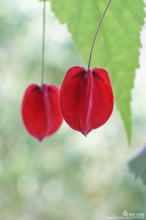 阳台日记(8)蔓性风铃花