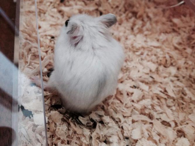 请问这两只是一线仓鼠吗