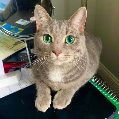 曾是没人要的流浪猫,长大竟拥有"海洋般绿眼",网友:捡到宝!