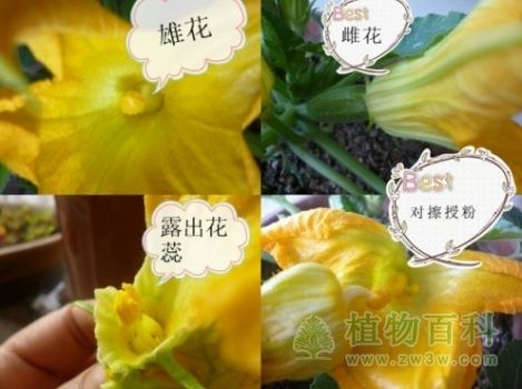 取下雄花,将雄花的花瓣(花冠)和花萼去除,把雄蕊在雌花柱头上轻轻涂