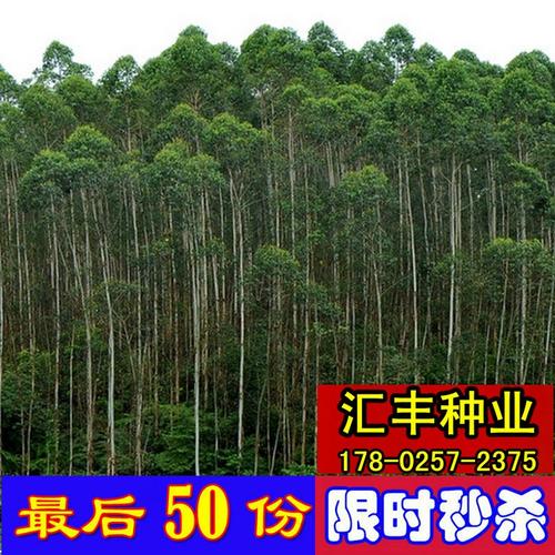 26号桉树种子尾叶巨桉蓝桉杏仁桉澳大利亚大小叶桉 速生桉树韦赤