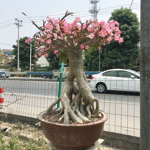 精选进口特大原生泰国科拉玫瑰沙漠