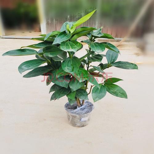 平安树盆栽客厅四季长青平安树幸福树室内绿植绿植净化空气四季好养