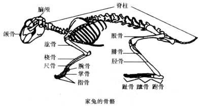 中轴骨包括头骨和脊柱,附肢骨包括前肢骨和后肢骨