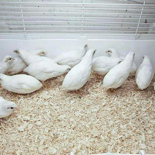 迷你_白色鹌鹑活物蓝胸活体迷你宠物鸡活鸟受精蛋芦丁鸡小下蛋的