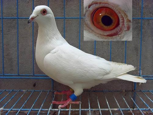为什么使用白色鸽子的鸽友少?