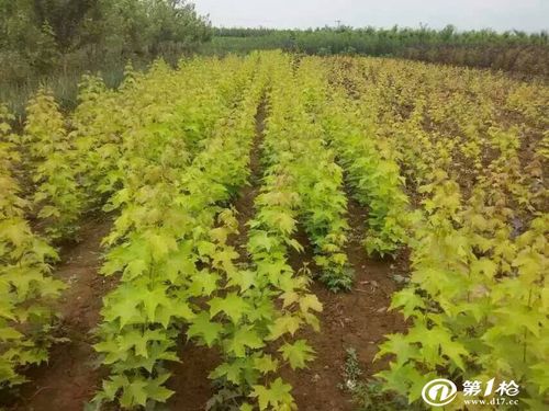 江西供应普林斯顿黄金枫 金叶挪威槭小苗供应 黄金枫树苗