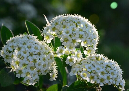 香雪球的花语与用途