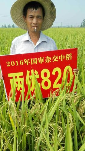 其它 两优820再生稻头季收割会  洪湖市沙口镇新场村,蔡昭阳, 3月28日