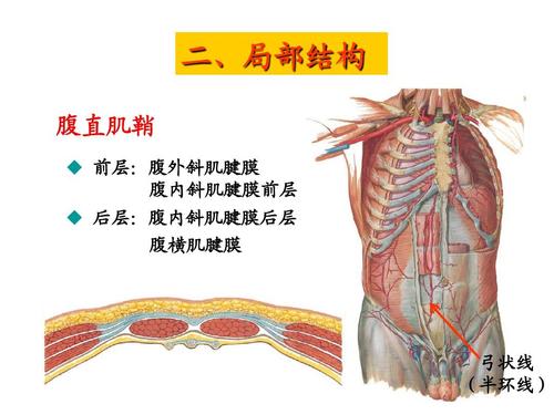所有分类 医药卫生 基础医学 腹部局部解剖 二,局部结构 腹直肌鞘