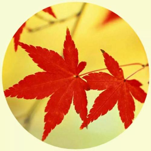 微信头像令人心旷神怡的美景足足50张