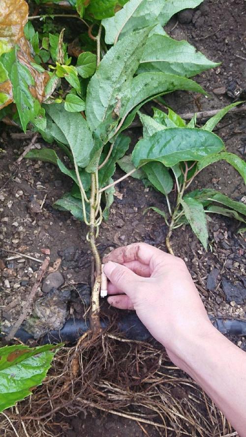 哪卖二年软枣猕猴桃苗,哪有软枣猕猴桃嫁接根,软枣猕猴苗砧木