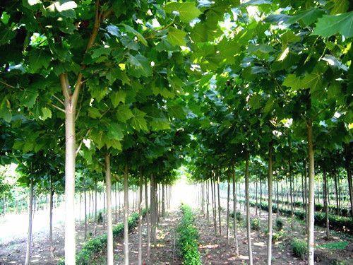 品种好的速生法桐推荐/速生法桐苗价格