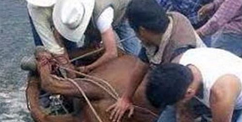 墨西哥男子网晒割马睾丸血腥图片引发抗议