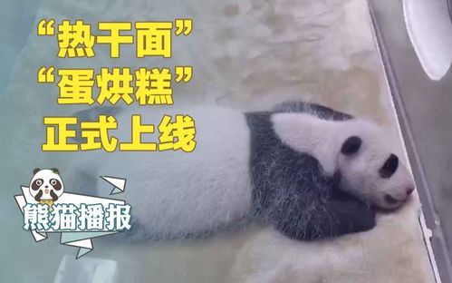 热干面蛋烘糕2020全球首对圈养大熊猫双胞胎名字揭晓
