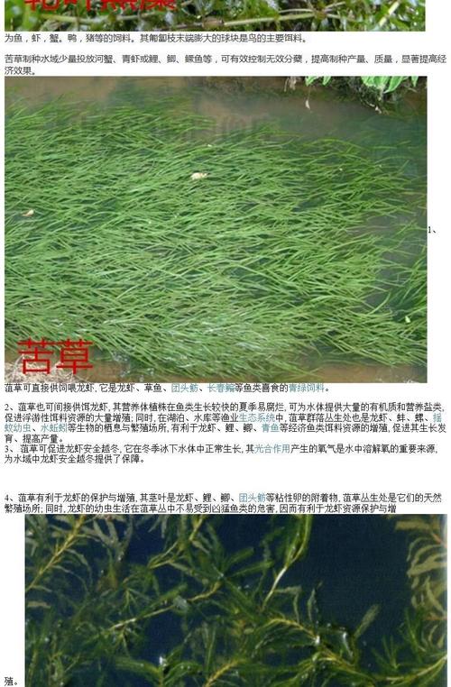 鱼塘水草种子小米草轮叶黑藻草鱼吃的水草小龙虾鱼蟹伊乐藻水花生