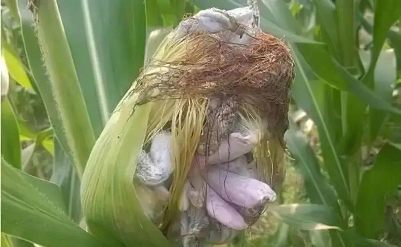 玉米瘤黑粉病和丝黑穗病的区别