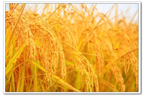 就像很多南方人不知道东北还有水稻一样