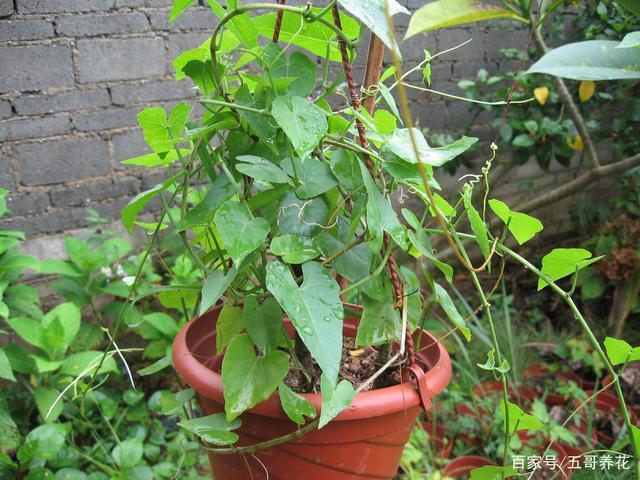 多年生常绿草质藤蔓植物锦屏藤